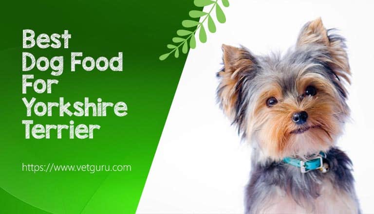 Dog Food For Yorkshire Terrier