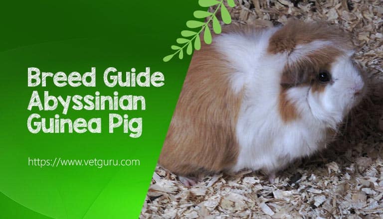 Breed Guide to the Abyssinian Guinea Pig