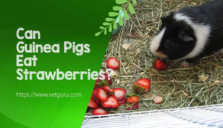 Can Guinea Pigs Eat Strawberries