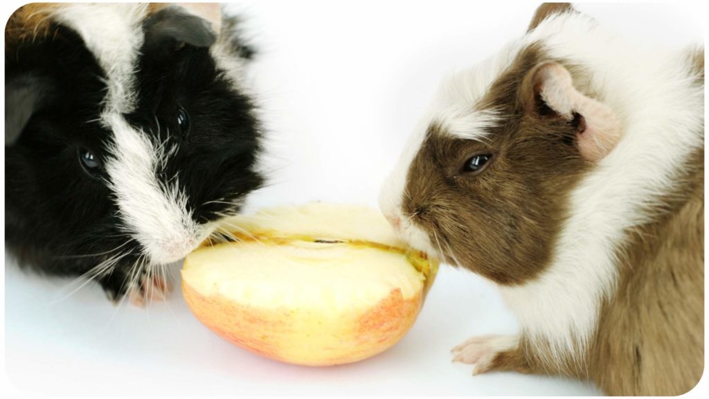 should guinea pigs eat apple skin