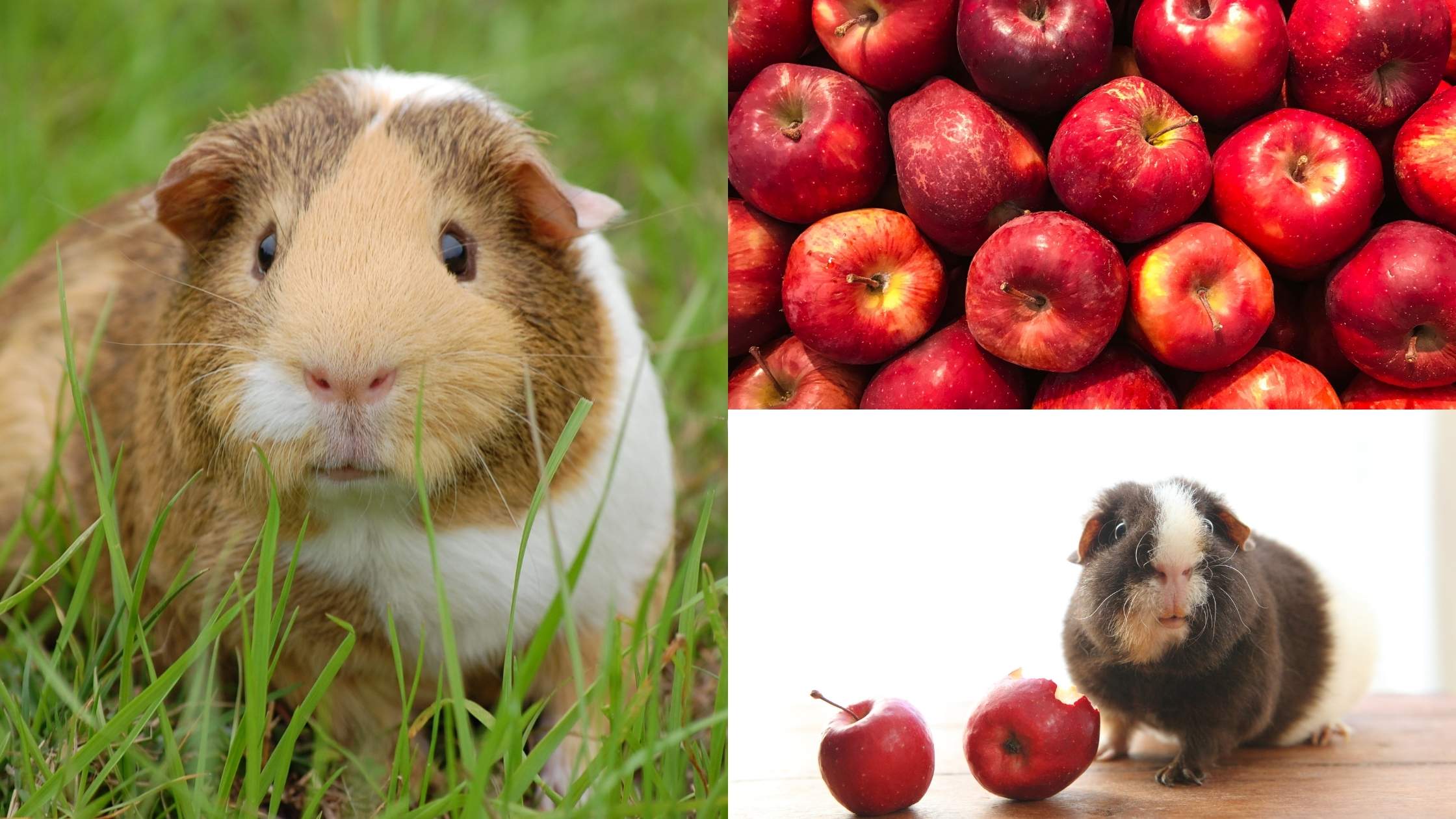 should guinea pigs eat apple?