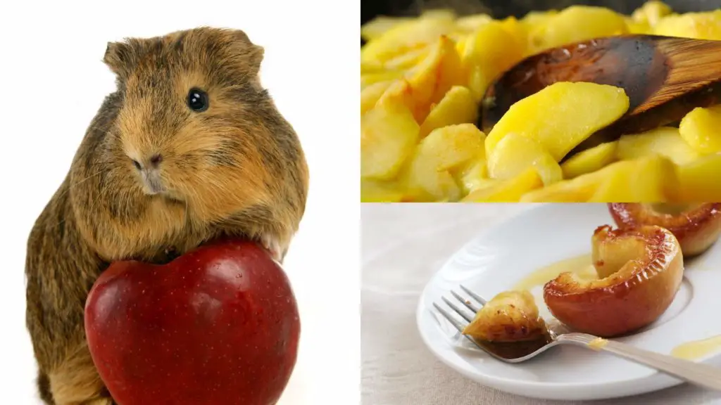 should guinea pigs eat cooked apple