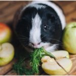 can guinea pigs eat whole apples