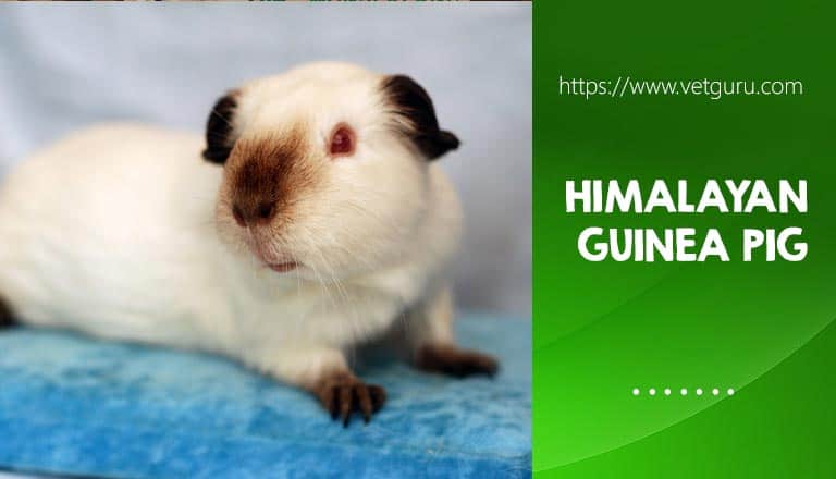 Himalayan Guinea Pig