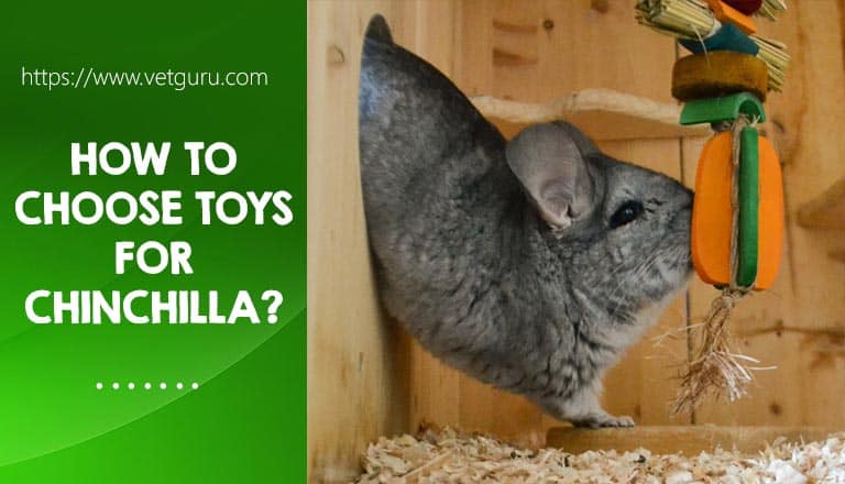 How to Choose Toys for chinchilla