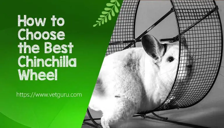 How to Choose the Best Chinchilla Wheel