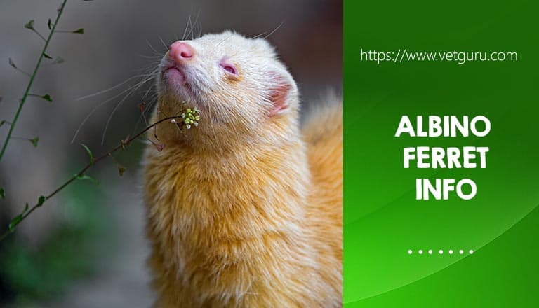 Albino Ferret Breed