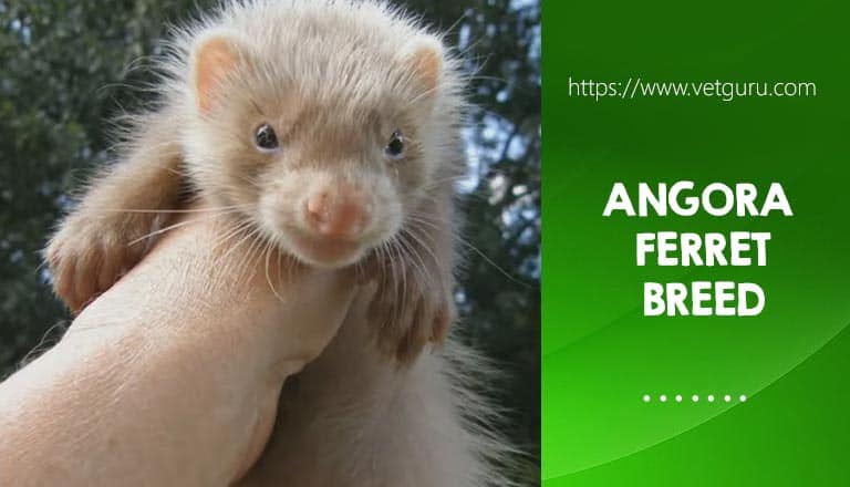 angora ferret