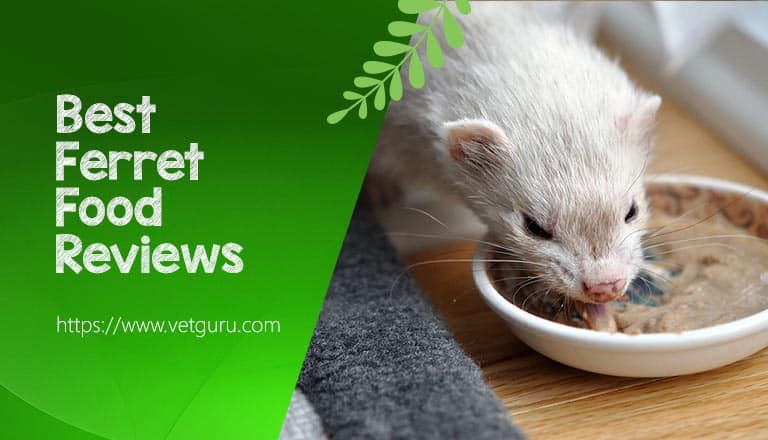 ferret food