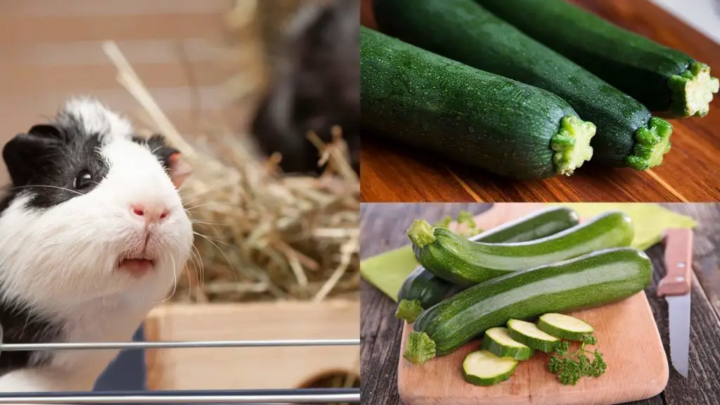 can guinea pigs eat zucchini