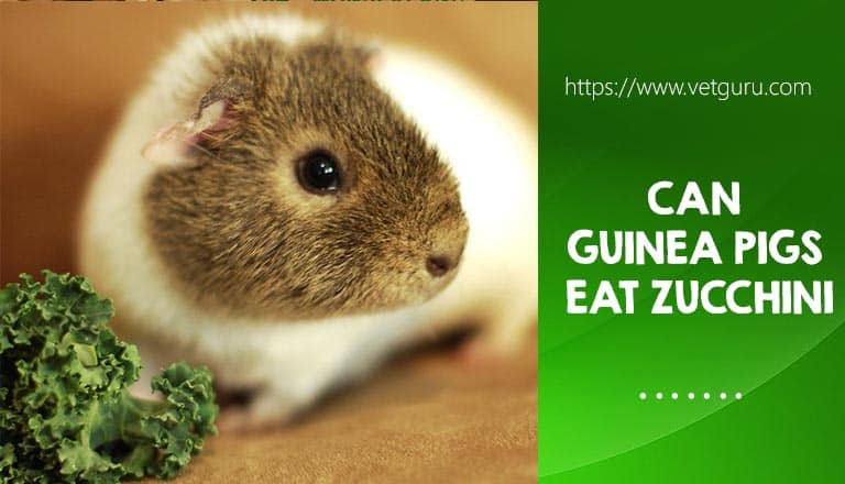 can guinea pigs eat zucchini