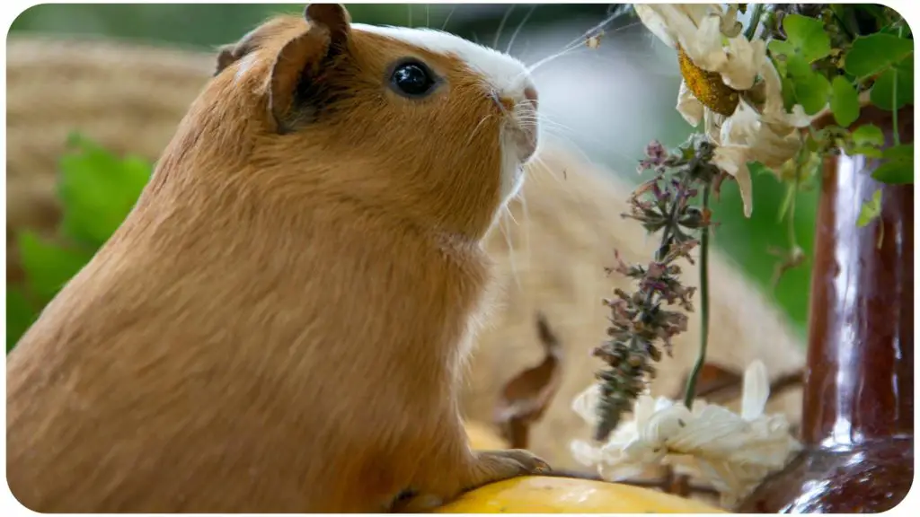 guinea pig on a zucchini