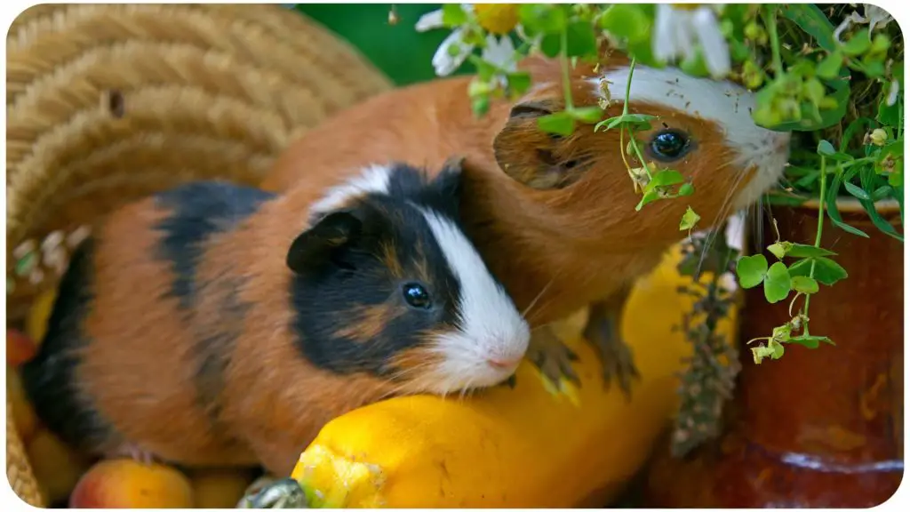 zucchini and guinea pigs