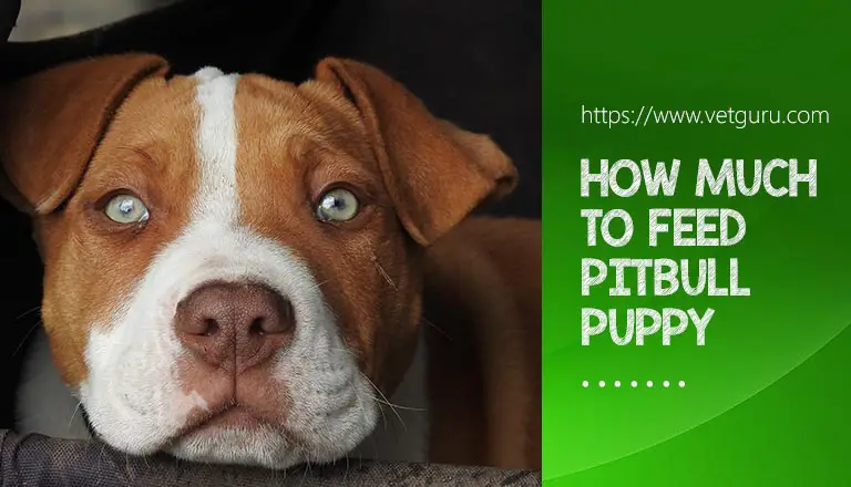 How Much to Feed a Pitbull Puppy: