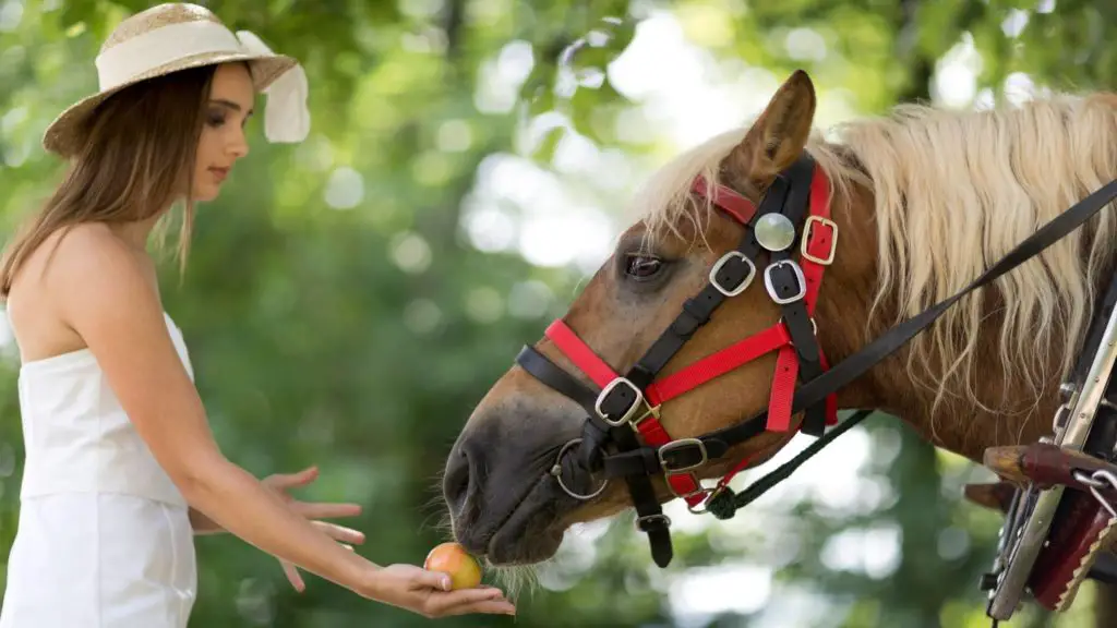 can horses eat celery 1