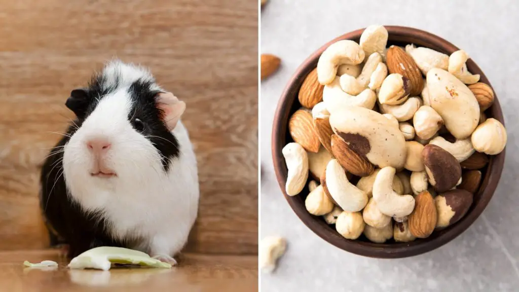 Are Nuts bad for guinea pigs_