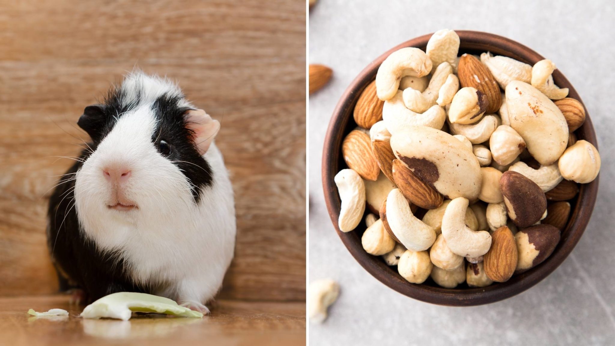Can Guinea Pigs Eat Almonds? Risks, Benefits and More