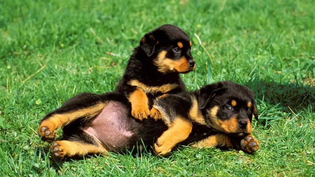 Are Rottweilers born with a tail