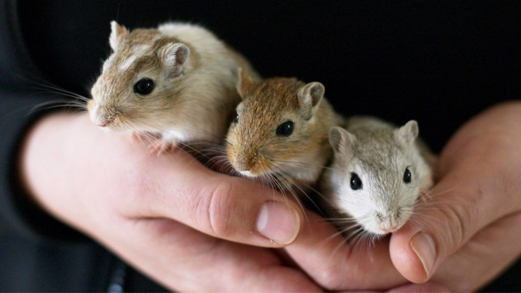 Are fat-tailed gerbils good pets