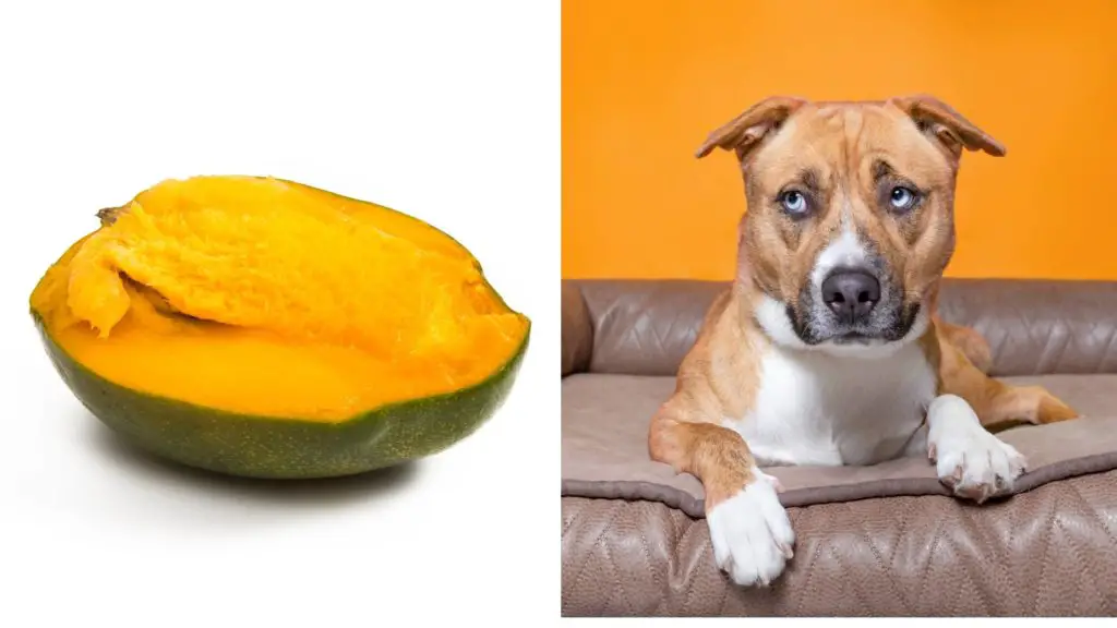 Are mango seeds poisonous to dogs