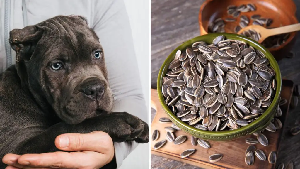 Are sunflower seeds bad for dogs_