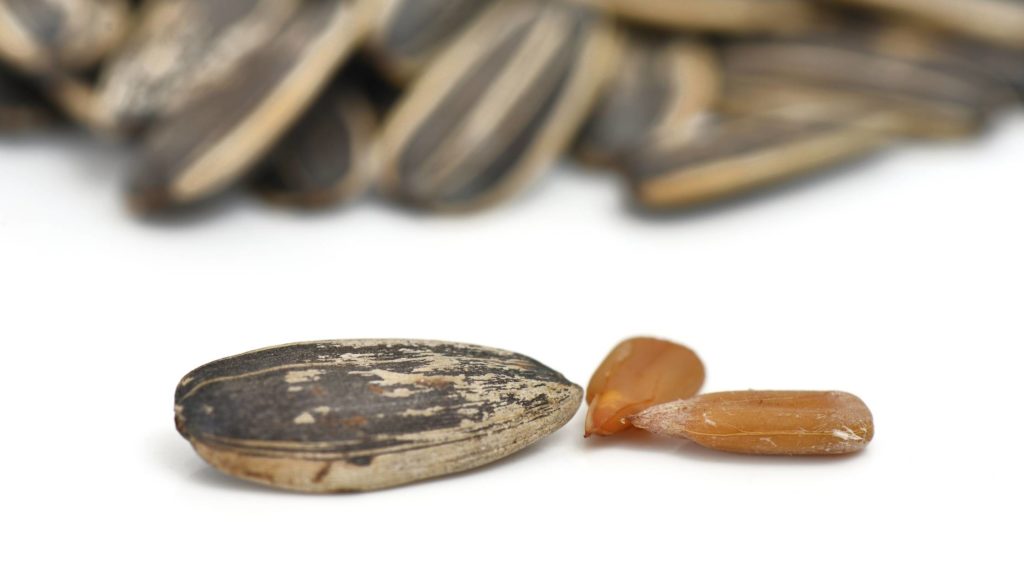 Benefits of sunflower seeds for dogs 3 Can dogs eat sunflower seeds Benefits of sunflower seeds for dogs