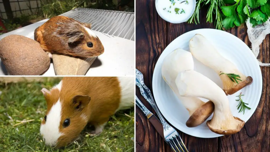 Can Guinea Pigs Eat Mushroom Stalks