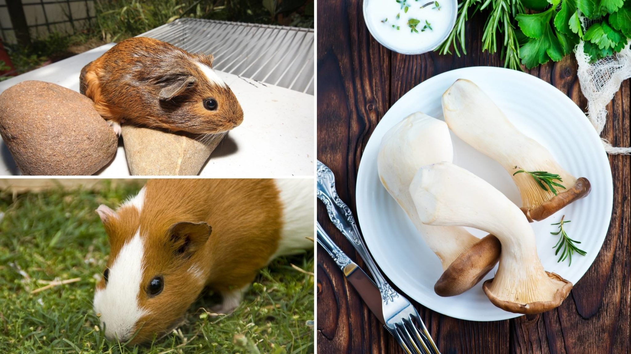 Can Guinea Pigs Eat Mushrooms Benefits, Risks, and More