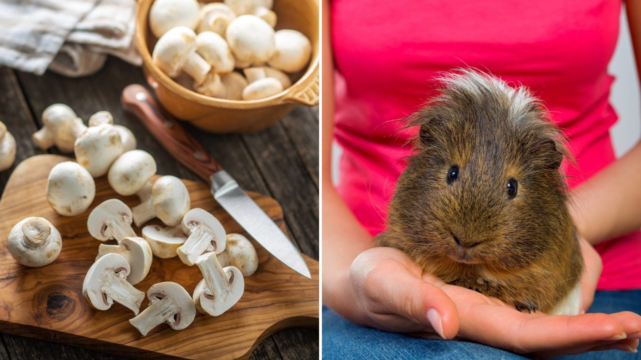 Can Guinea Pigs Eat Mushrooms Benefits, Risks, and More