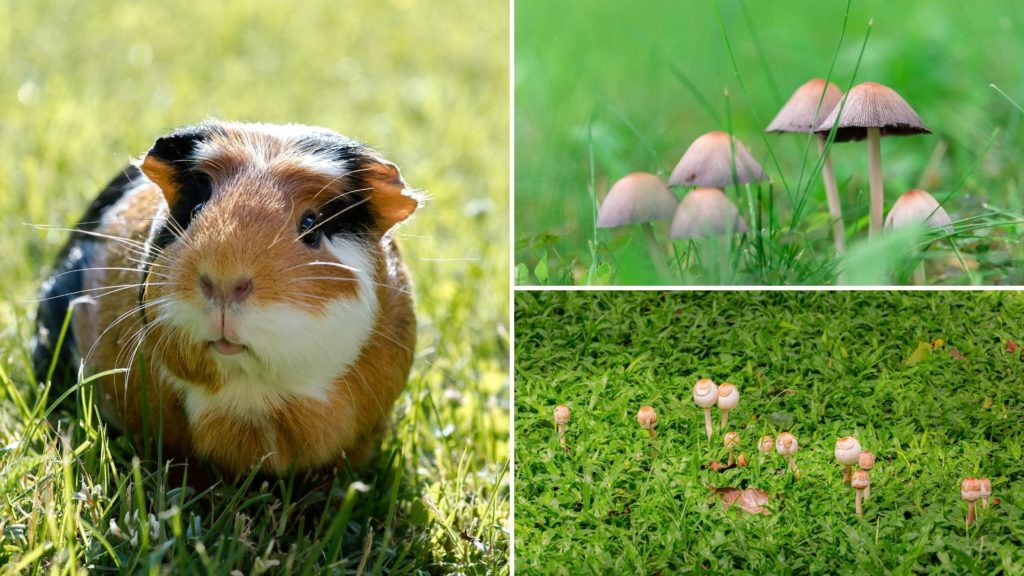 Can Guinea Pigs Eat Wild Mushrooms