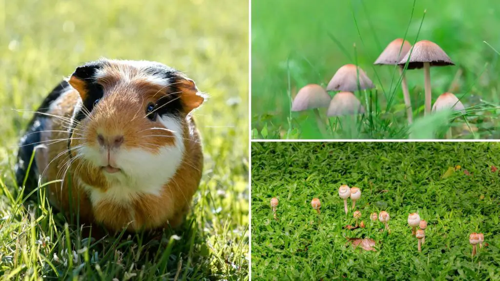 Can Guinea Pigs Eat Wild Mushrooms