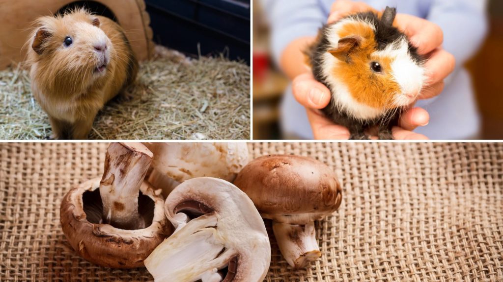 Can Guinea Pigs eat Raw Mushrooms