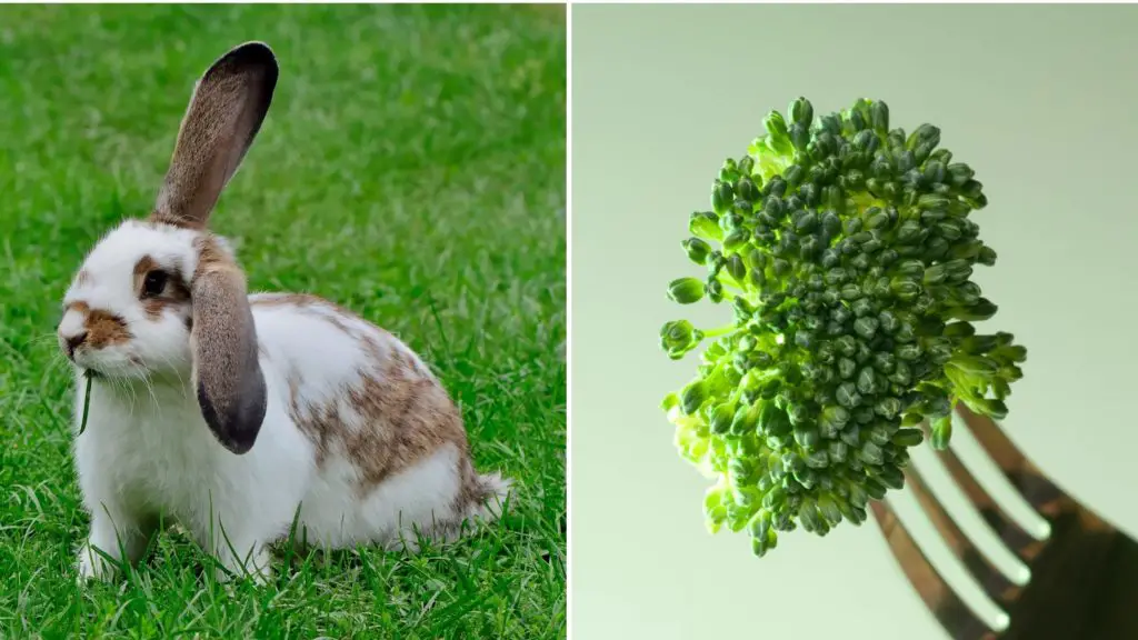 Can I give my rabbit broccoli