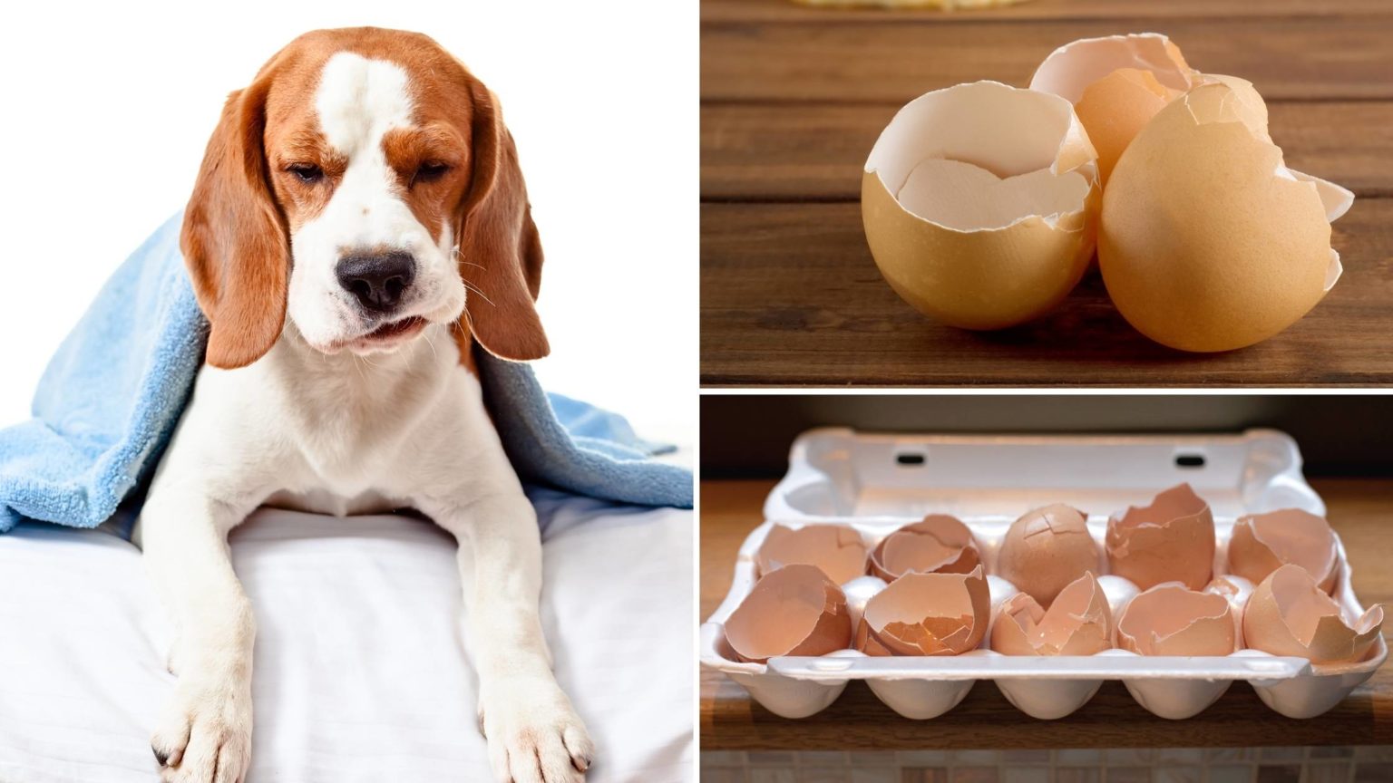 Can Dogs Eat Egg Shells Are they Safe for Your Dog?