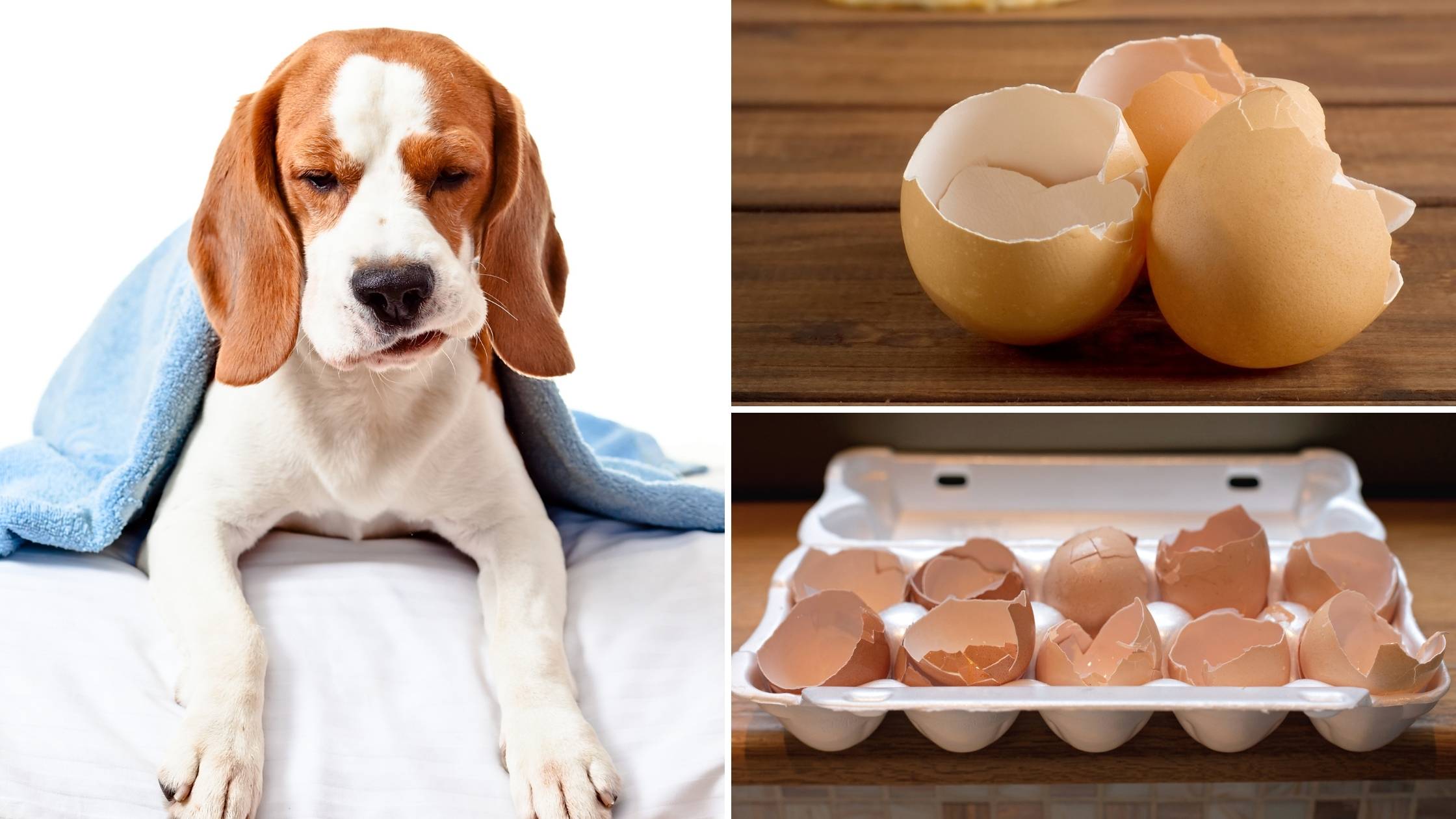 Can dogs eat egg shells