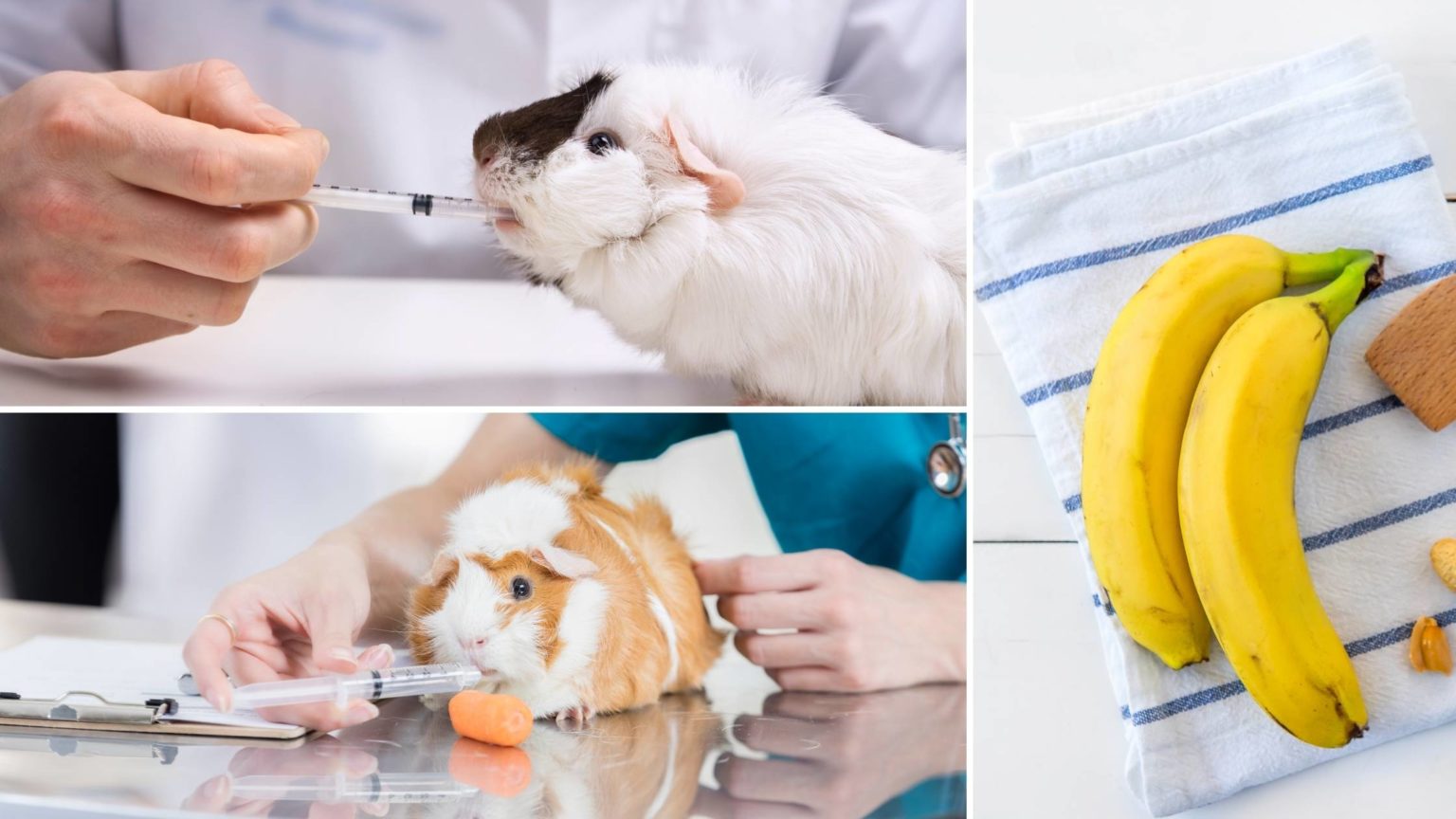 Can Guinea Pigs Eat Bananas? Is it Safe and Healthy For Them?