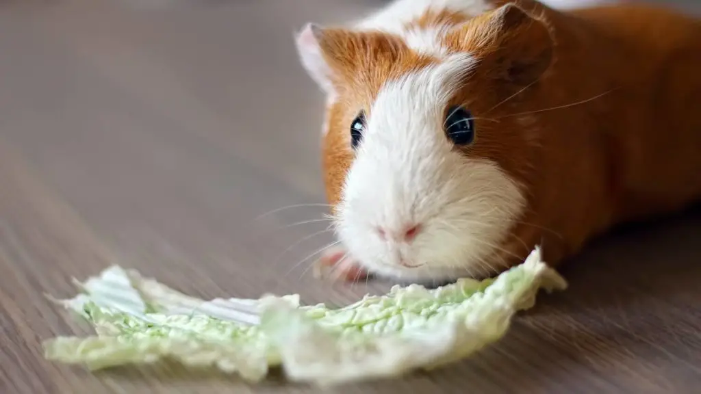 Can cabbage kill guinea pigs