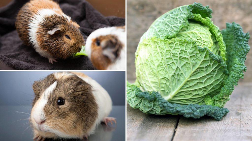 Can cabbage kill guinea pigs
