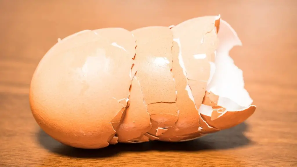 Can dogs eat egg shells