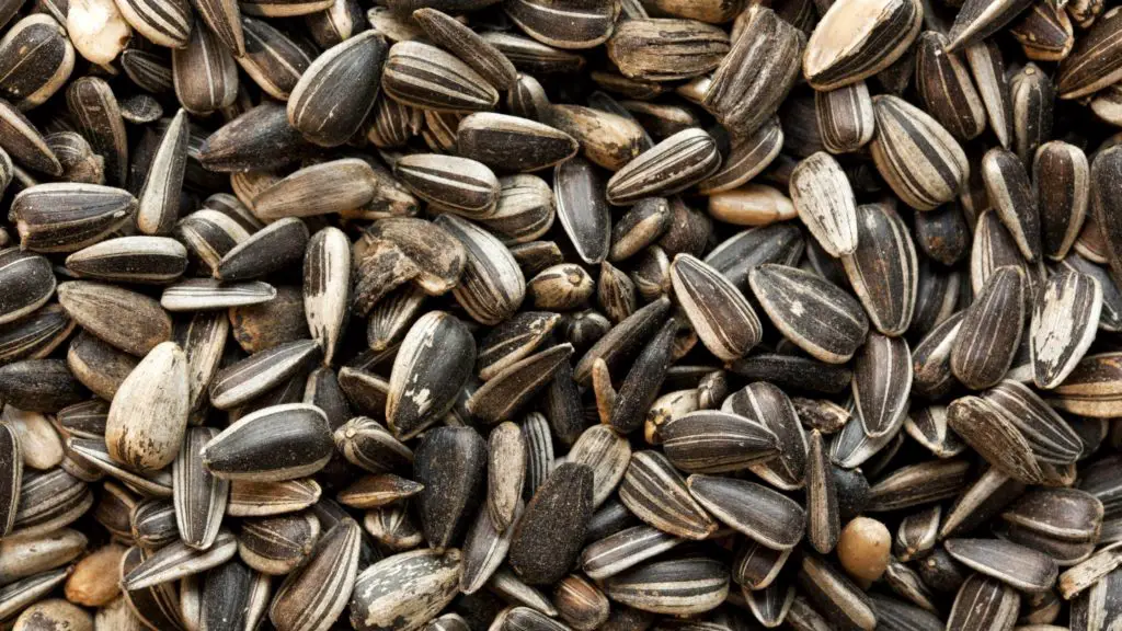 Can dogs eat sunflower seeds 2 Can dogs eat sunflower seeds Can dogs eat sunflower seeds_
