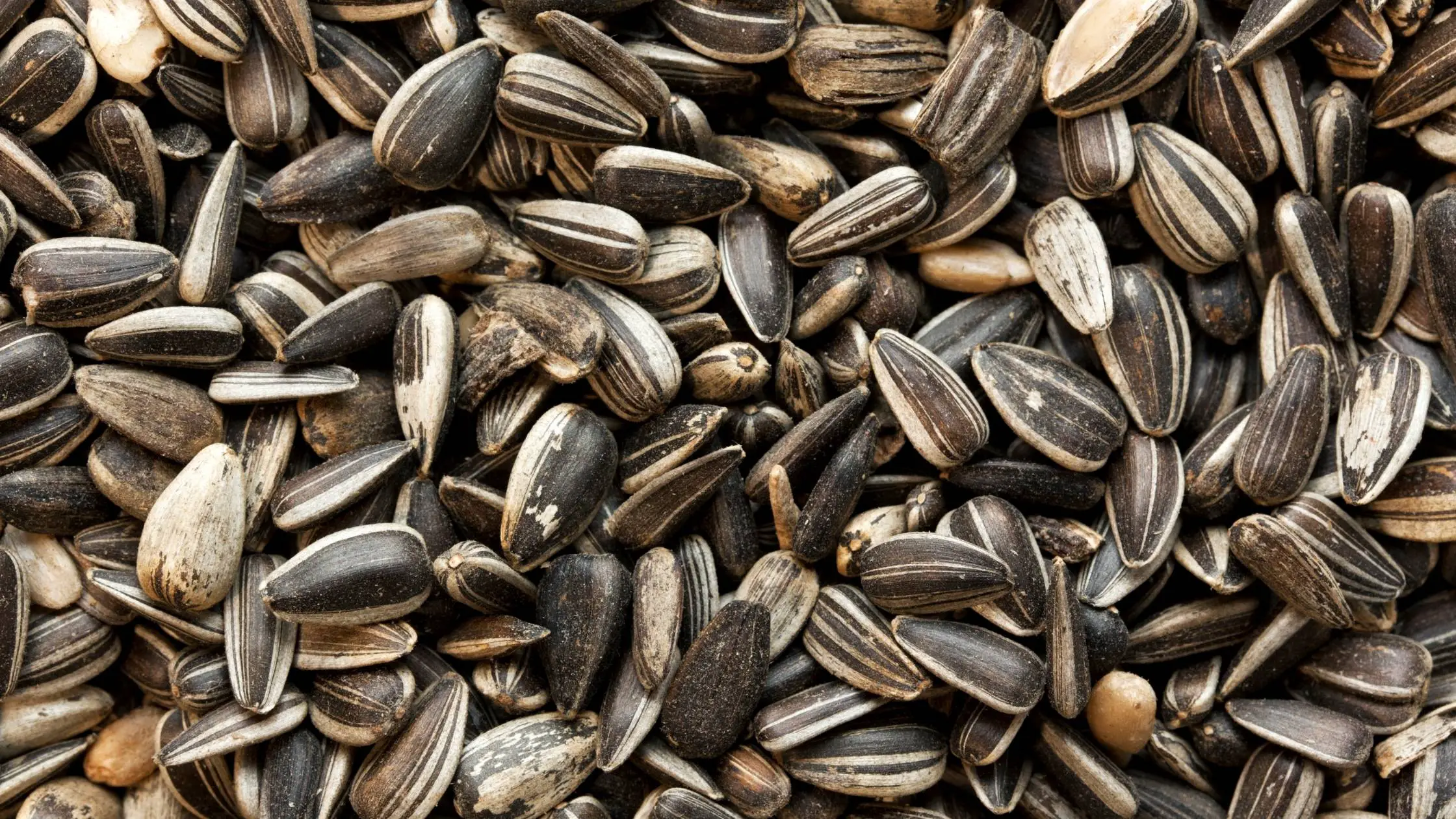 46 Can Dogs Eat Sunflower Seeds In The Shell
