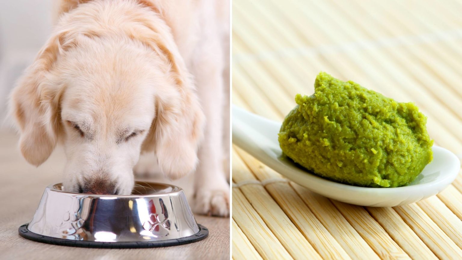Can Dogs Eat Wasabi Is It Safe Healthy Read This First