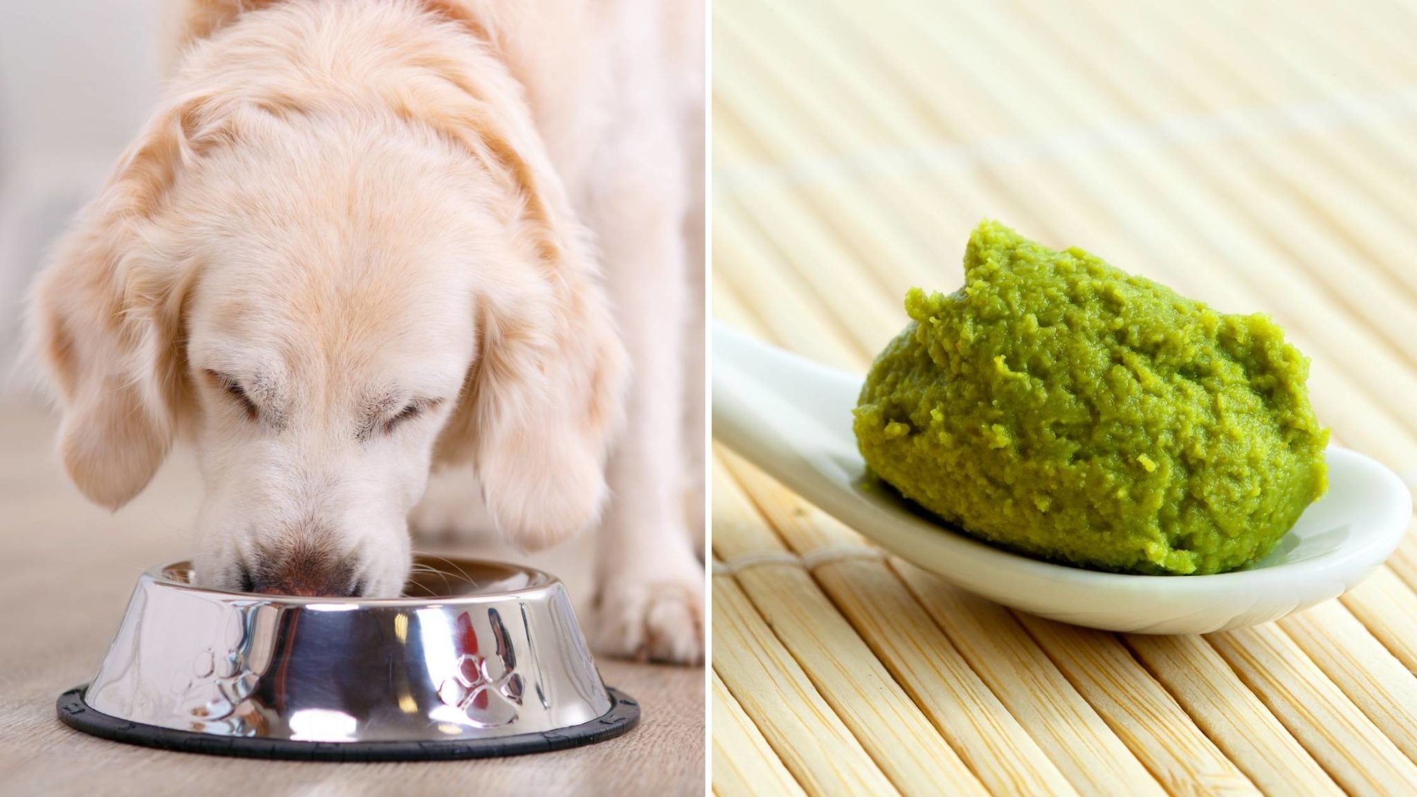 Can Dogs Eat Wasabi? Is it Safe? Healthy? Read this First 