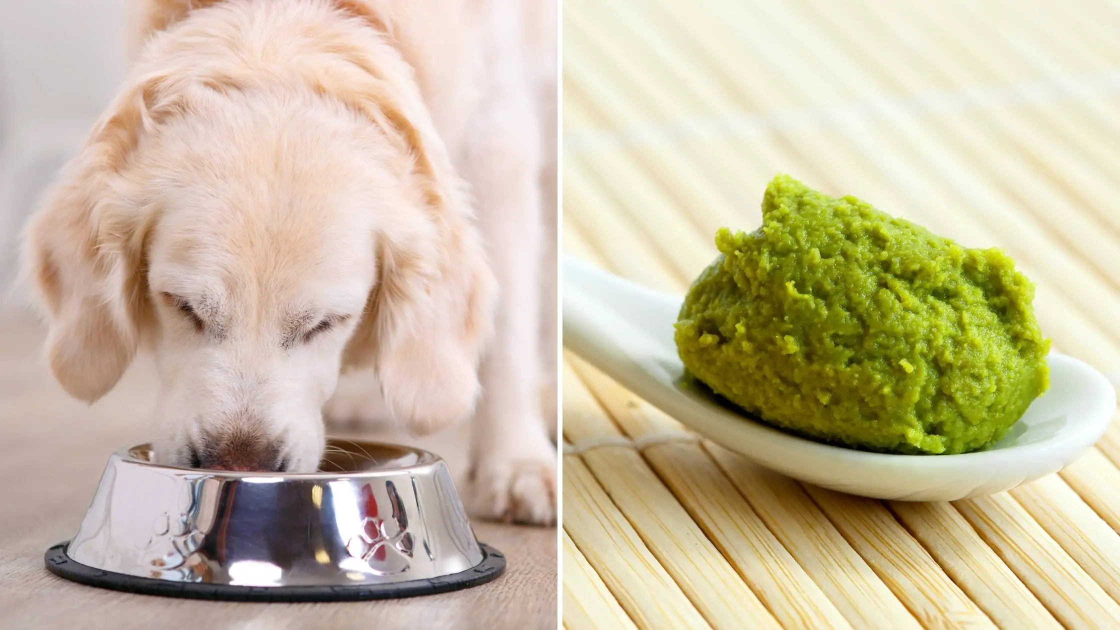 Can dogs eat wasabi_