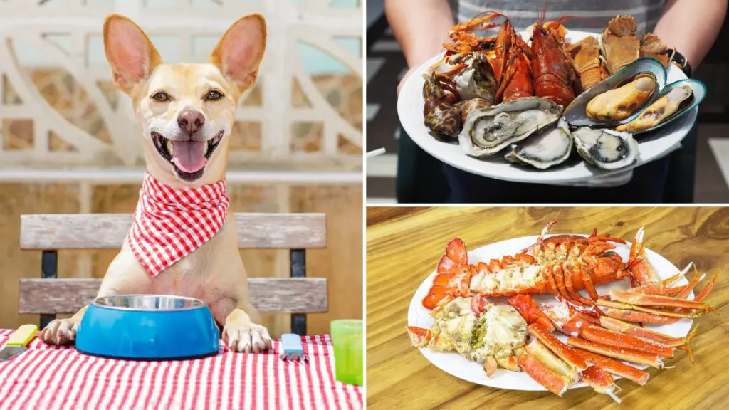 Can dogs have cooked seafood