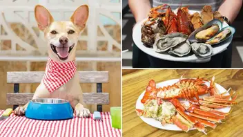 Can Dogs Eat Lobster Full Guide To Serving Size Benefits And More