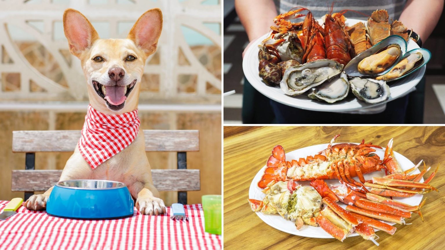 Can Dogs Eat Lobster? Full Guide to Serving Size, Benefits, and More