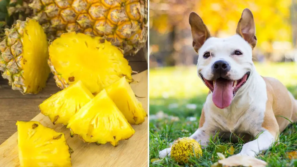 Can dogs have pineapple_