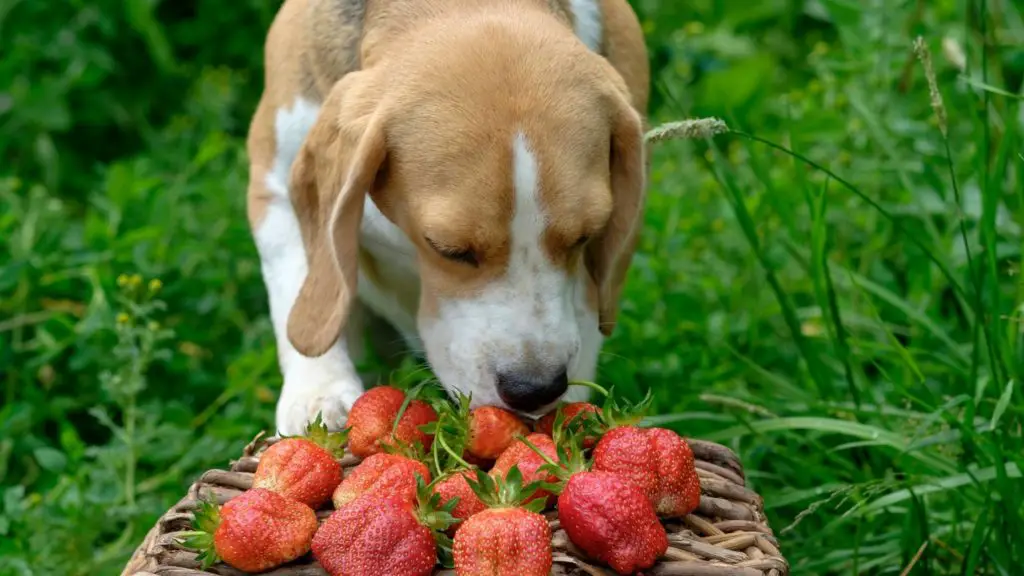 Can dogs have strawberries_