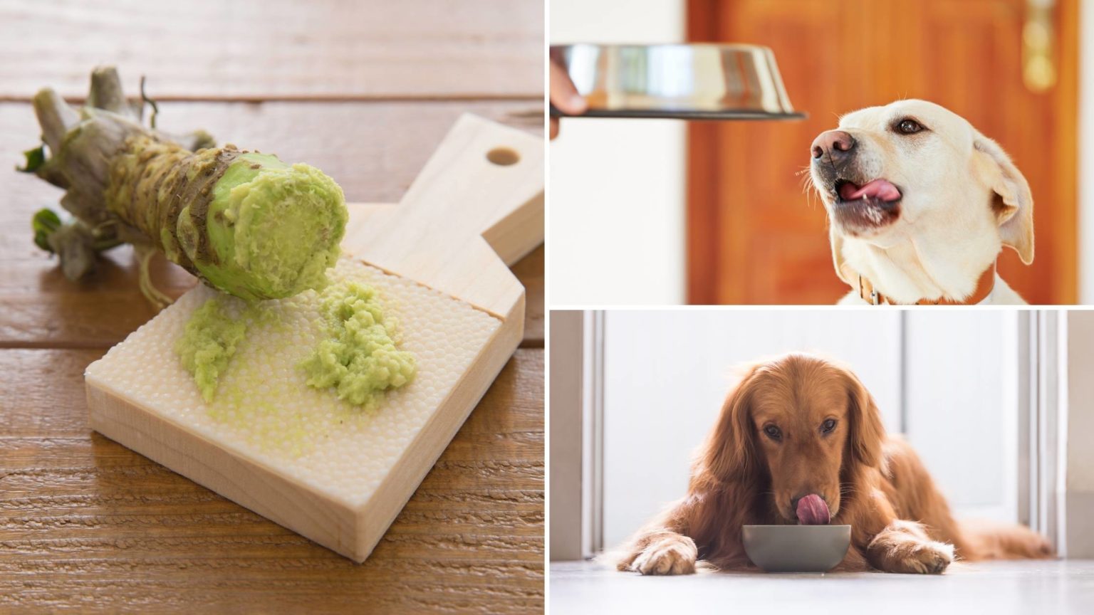 Can Dogs Eat Wasabi? Is it Safe? Healthy? Read this First